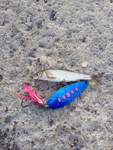 ウグイの釣果