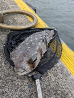 イシガキフグの釣果