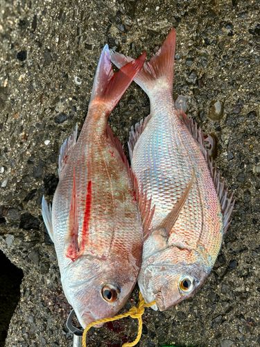 タイの釣果