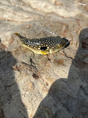 クサフグの釣果