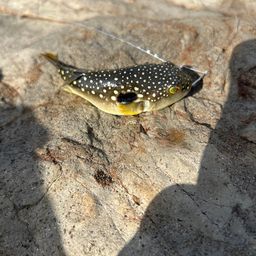 クサフグ