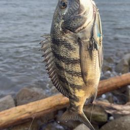 クロダイ
