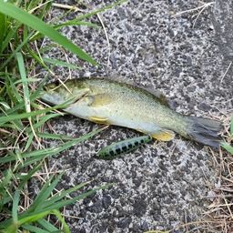 スモールマウスバス