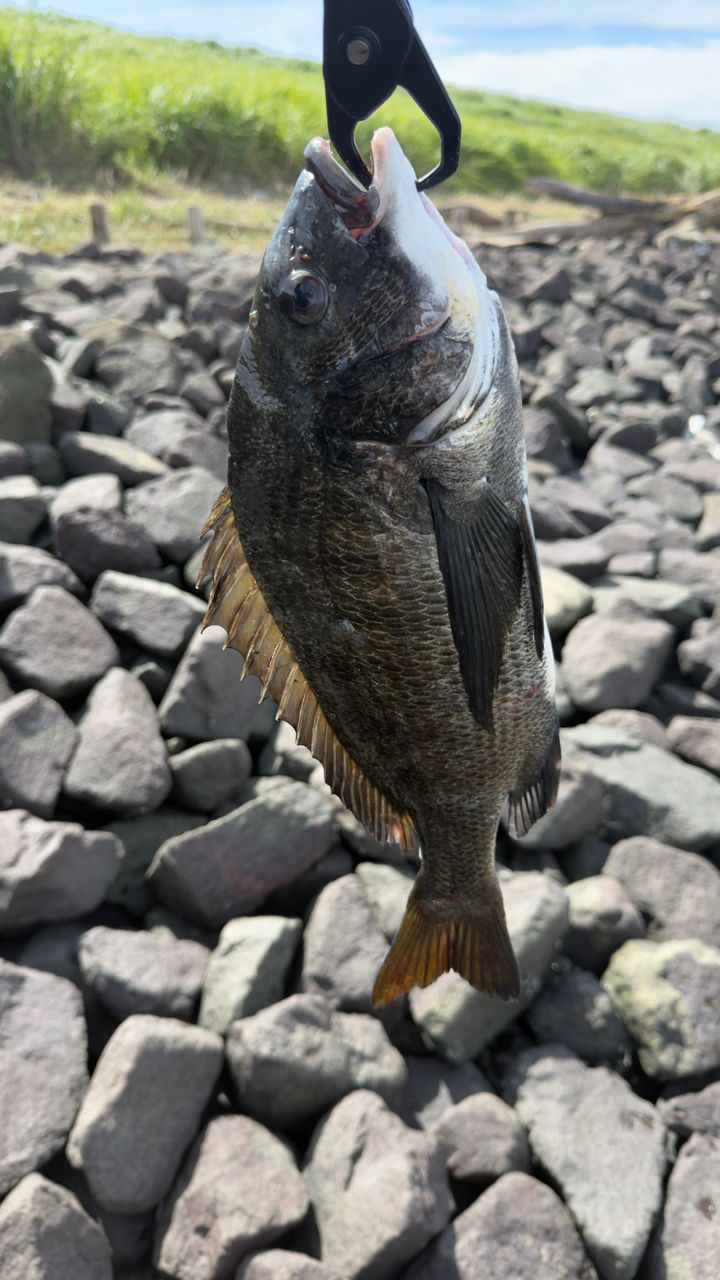 クロダイ