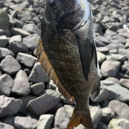クロダイ