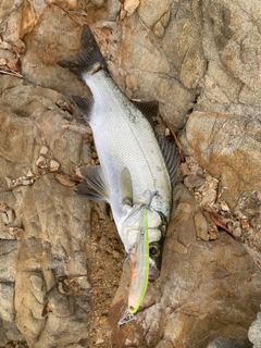 ヒラスズキの釣果