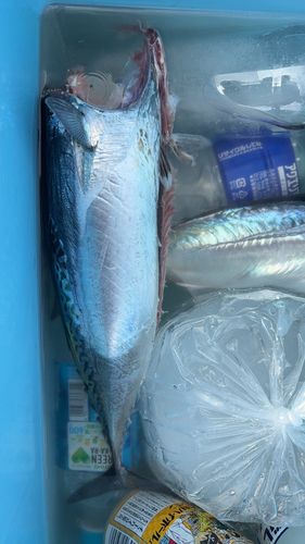 ヘダイの釣果