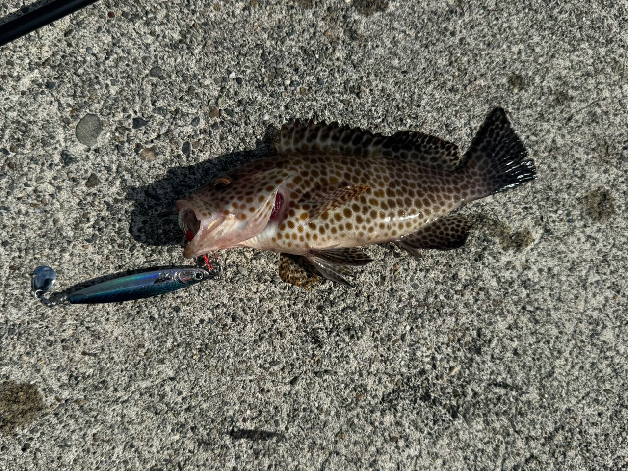 Gamakatsu 23ラグゼ EG S S82Mの最安値・インプレ・釣果 | 本音の