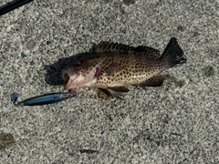 オオモンハタの釣果