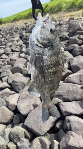 クロダイの釣果
