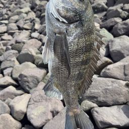 クロダイ