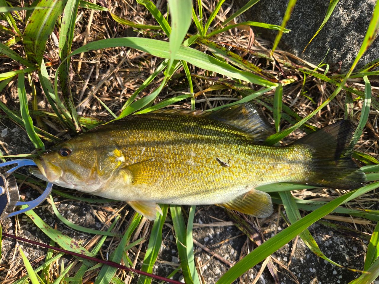 スモールマウスバス