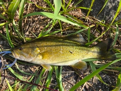 スモールマウスバスの釣果