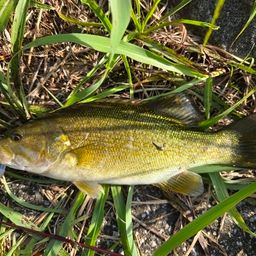 スモールマウスバス