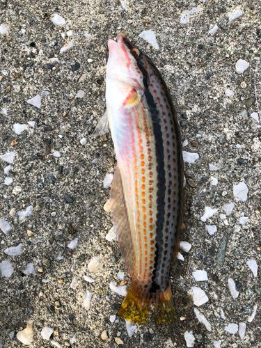 ベラの釣果