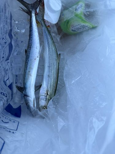 サゴシの釣果