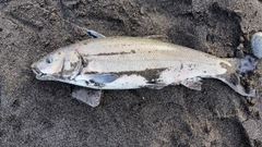 ウグイの釣果