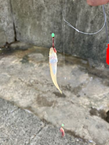 キスの釣果