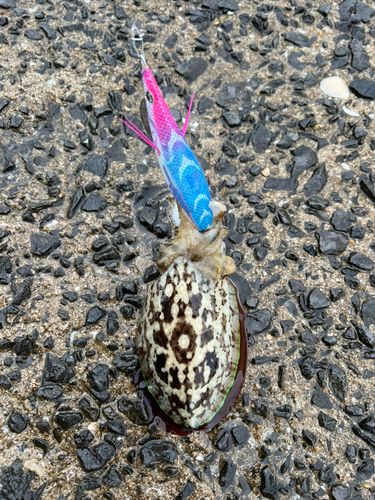 コウイカの釣果