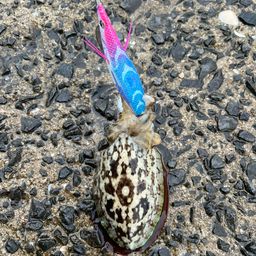コウイカ