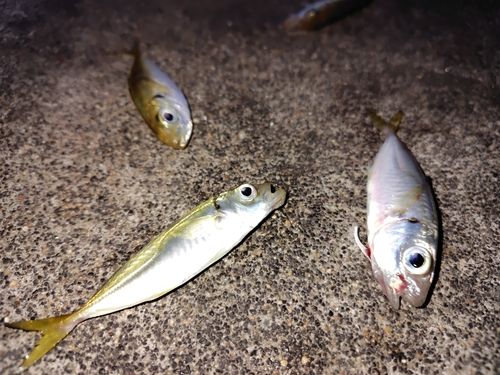 舞鶴親海公園
