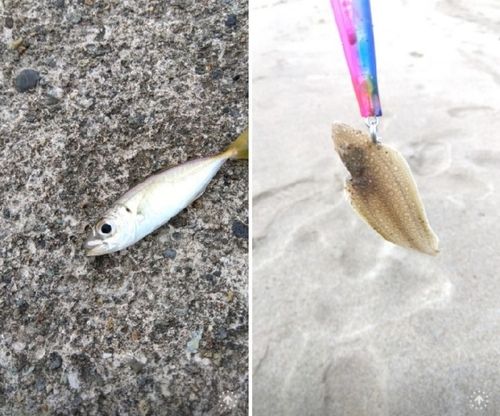 シタビラメの釣果