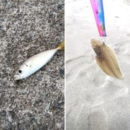 シタビラメ