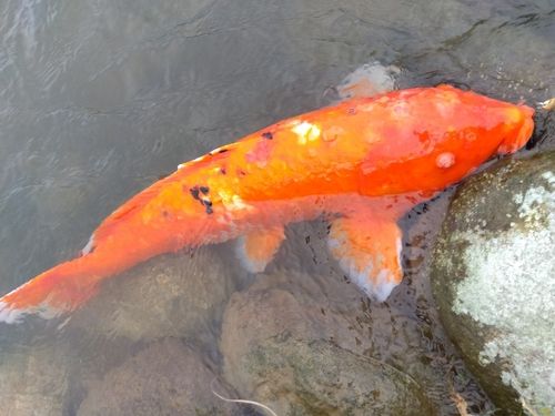 キンギョの釣果