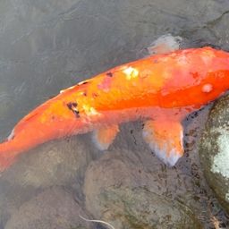 キンギョ