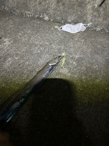 タチウオの釣果