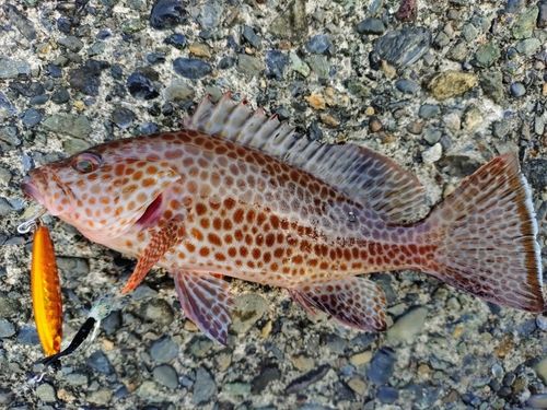 オオモンハタの釣果