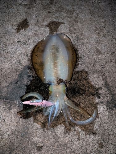 アオリイカの釣果