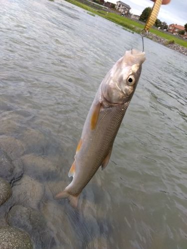 ウグイの釣果