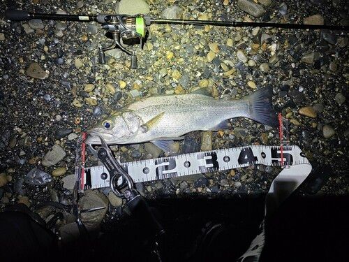 セイゴ（ヒラスズキ）の釣果