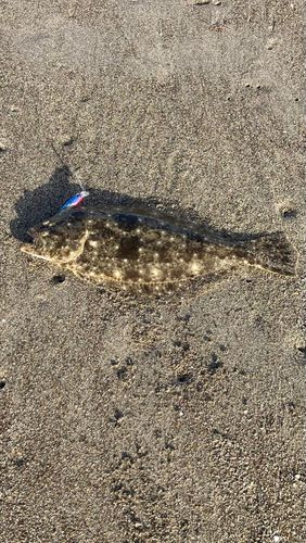 ヒラメの釣果