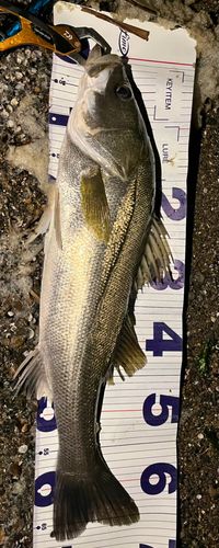 シーバスの釣果
