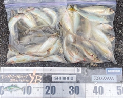 マアジの釣果