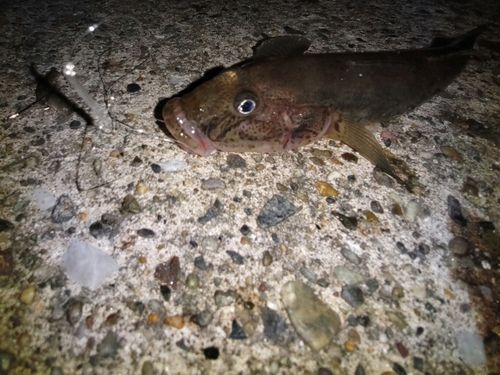 マハゼの釣果