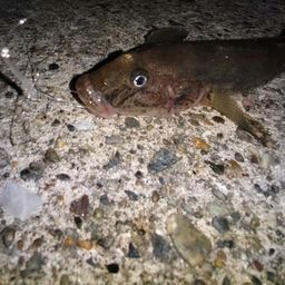 マハゼ