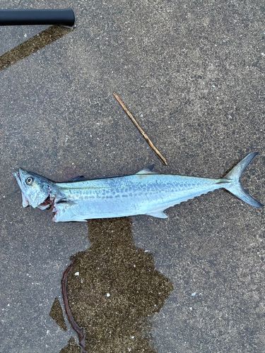 サゴシの釣果