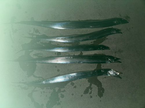 タチウオの釣果