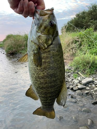 スモールマウスバスの釣果