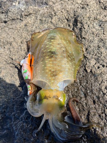 アオリイカの釣果
