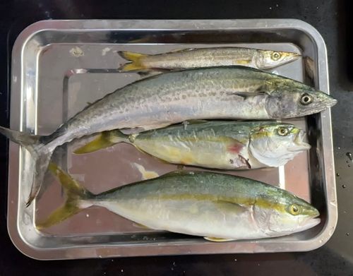 ツバスの釣果