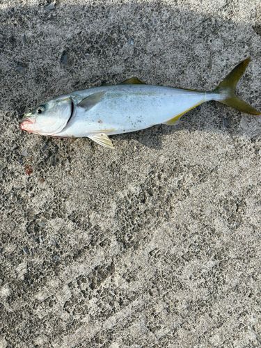 フクラギの釣果