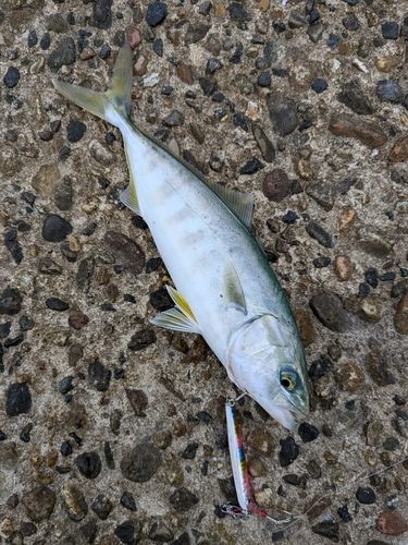 ツバイソの釣果