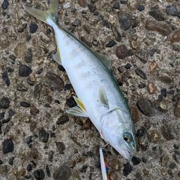 ツバイソ