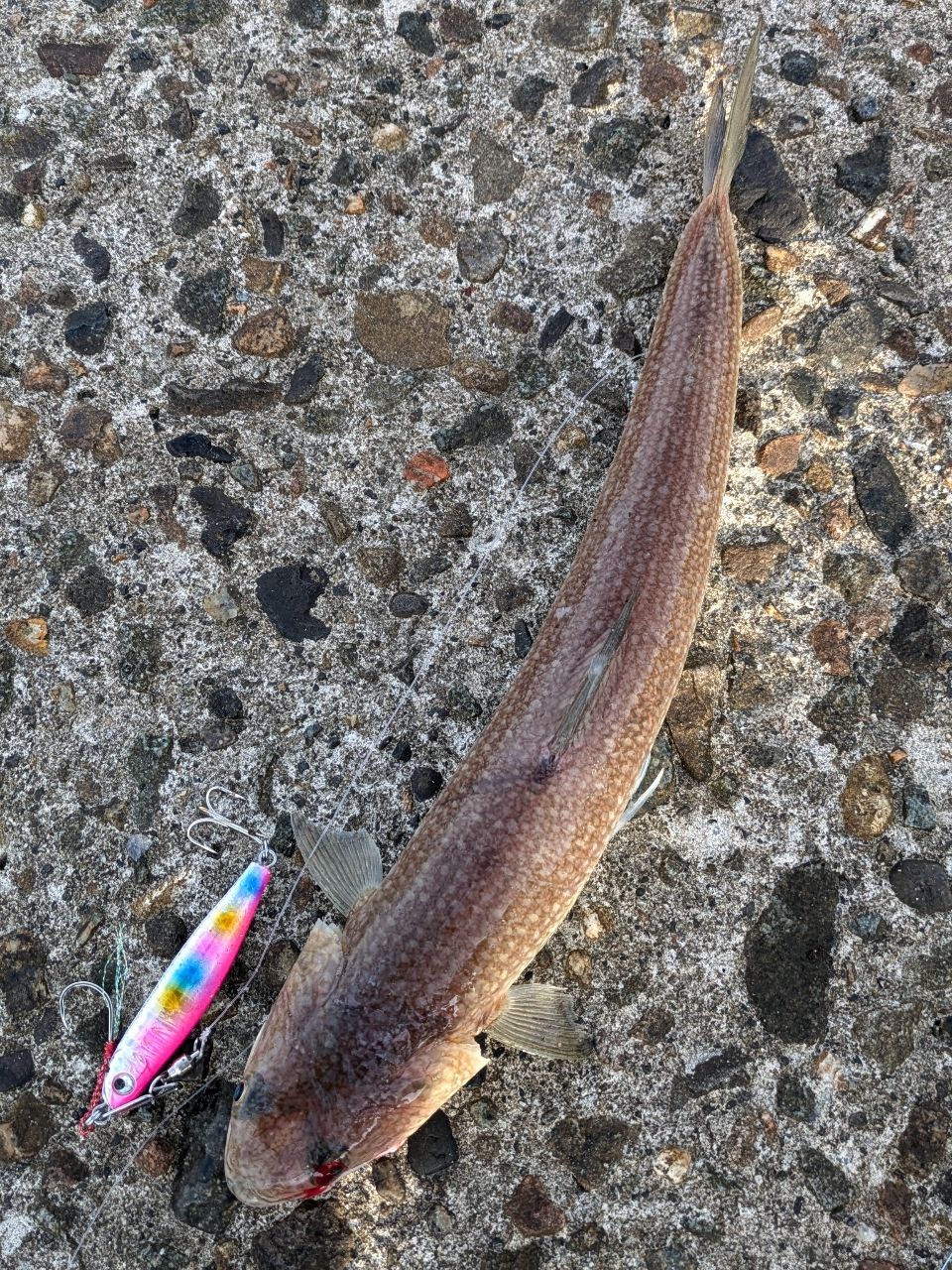ツバイソ