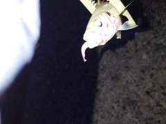 マアジの釣果