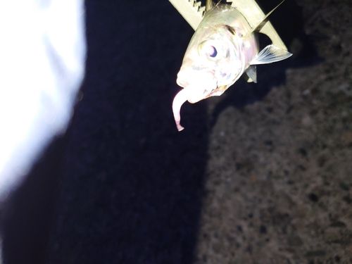 マアジの釣果